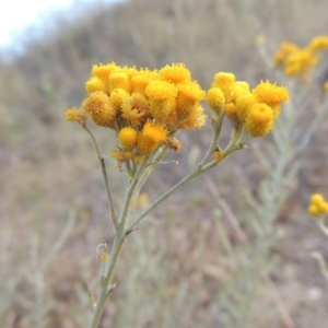 Chrysocephalum semipapposum at Tharwa, ACT - 24 Dec 2015 07:23 PM