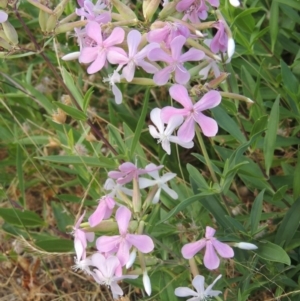 Saponaria officinalis at Paddys River, ACT - 24 Dec 2015 07:29 PM