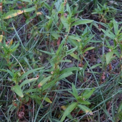 Persicaria prostrata (Creeping Knotweed) at Gowrie, ACT - 24 Feb 2016 by ArcherCallaway