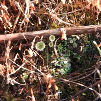 Cladonia sp. (genus) (Cup Lichen) at Fadden, ACT - 4 Mar 2016 by RyuCallaway