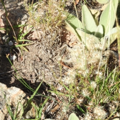 Ctenotus taeniolatus (Copper-tailed Skink) at Wanniassa Hill - 5 Mar 2016 by ArcherCallaway