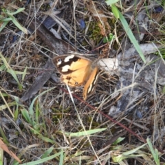 Heteronympha merope (Common Brown Butterfly) at Wanniassa Hill - 5 Mar 2016 by ArcherCallaway