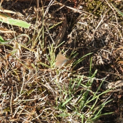 Zizina otis (Common Grass-Blue) at Wanniassa Hill - 5 Mar 2016 by ArcherCallaway