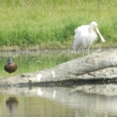 Platalea flavipes (Yellow-billed Spoonbill) at Jerrabomberra Wetlands - 5 Apr 2015 by ArcherCallaway