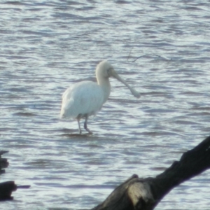 Platalea flavipes at Gungahlin, ACT - 30 May 2015