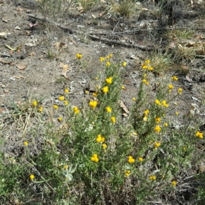 Chrysocephalum semipapposum (Clustered Everlasting) at Mount Mugga Mugga - 5 Mar 2016 by Mike