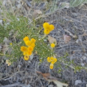 Chrysocephalum semipapposum at Symonston, ACT - 5 Mar 2016 11:20 AM