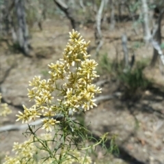 Cassinia quinquefaria (Rosemary Cassinia) at Mount Mugga Mugga - 5 Mar 2016 by Mike