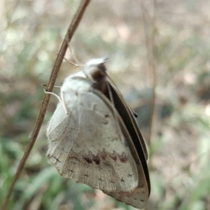 Junonia villida at Kowen, ACT - 5 Mar 2016