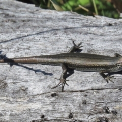 Pseudemoia entrecasteauxii (Woodland Tussock-skink) at Mount Clear, ACT - 3 Mar 2016 by JohnBundock