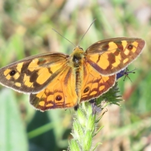 Heteronympha penelope at Mount Clear, ACT - 4 Mar 2016 12:00 AM