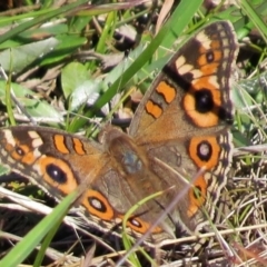 Junonia villida (Meadow Argus) at Mount Clear, ACT - 3 Mar 2016 by JohnBundock