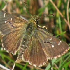 Atkinsia dominula (Two-brand grass-skipper) at Mount Clear, ACT - 3 Mar 2016 by JohnBundock