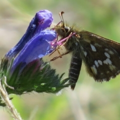 Atkinsia dominula at Mount Clear, ACT - suppressed