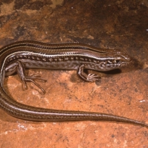 Ctenotus robustus at Molonglo River Reserve - 31 Oct 1976 12:00 AM