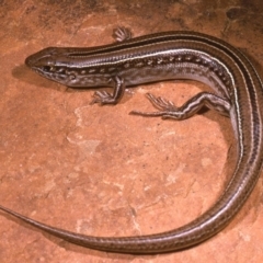 Ctenotus robustus at Molonglo River Reserve - 31 Oct 1976 12:00 AM