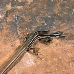 Ctenotus taeniolatus (Copper-tailed Skink) at Brindabella, NSW - 7 May 1976 by wombey