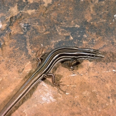 Ctenotus taeniolatus (Copper-tailed Skink) at Brindabella, NSW - 7 May 1976 by wombey