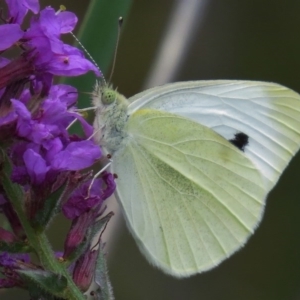 Pieris rapae at Paddys River, ACT - 5 Mar 2016