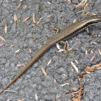 Eulamprus heatwolei (Yellow-bellied Water Skink) at Paddys River, ACT - 3 Mar 2016 by JohnBundock