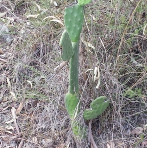 Opuntia sp. at Jerrabomberra, NSW - 1 Mar 2016