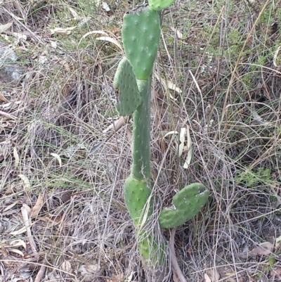 Opuntia sp. (Prickly Pear) at Jerrabomberra, NSW - 1 Mar 2016 by Raphus