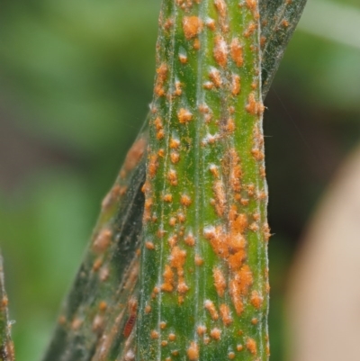 Puccinia celmisiae (An Orange-yellow Rust) at Namadgi National Park - 28 Feb 2016 by KenT