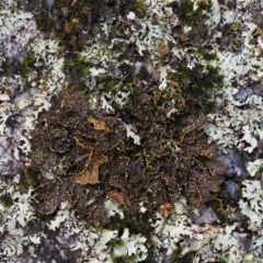 Pseudocyphellaria sp. (A Speckled-belly Lichen) at Tennent, ACT - 17 Feb 2016 by KenT