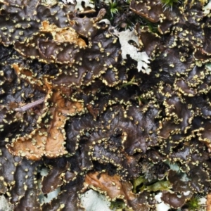 Pseudocyphellaria sp. at Tennent, ACT - 18 Feb 2016 10:27 AM