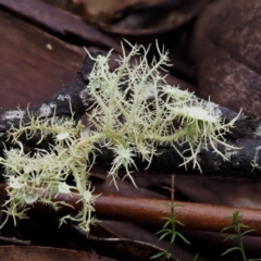 Usnea sp. (genus) (Bearded lichen) at Cotter River, ACT - 28 Feb 2016 by KenT