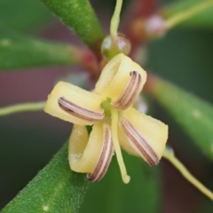 Persoonia subvelutina at Cotter River, ACT - 28 Feb 2016 by KenT