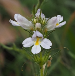 Euphrasia caudata at Cotter River, ACT - 29 Feb 2016