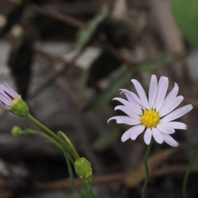 Brachyscome rigidula (Hairy Cut-leaf Daisy) at Namadgi National Park - 18 Feb 2016 by KenT