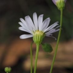 Brachyscome rigidula at Tennent, ACT - 18 Feb 2016