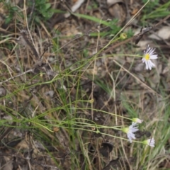 Brachyscome rigidula at Tennent, ACT - 18 Feb 2016