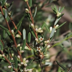 Monotoca scoparia (Broom Heath) at Namadgi National Park - 18 Feb 2016 by KenT