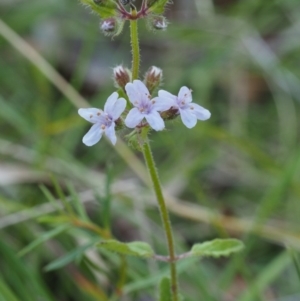 Mentha diemenica at Tennent, ACT - 18 Feb 2016