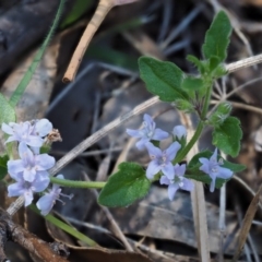 Mentha diemenica at Tennent, ACT - 18 Feb 2016