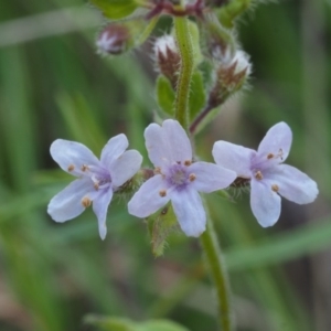 Mentha diemenica at Tennent, ACT - 18 Feb 2016