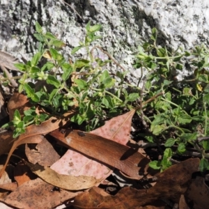 Mentha diemenica at Tennent, ACT - 18 Feb 2016