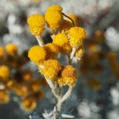 Chrysocephalum semipapposum (Clustered Everlasting) at Tennent, ACT - 17 Feb 2016 by KenT