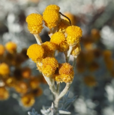 Chrysocephalum semipapposum (Clustered Everlasting) at Tennent, ACT - 17 Feb 2016 by KenT