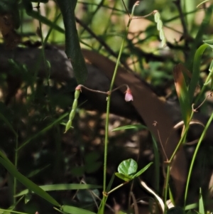 Pullenia gunnii at Tennent, ACT - 18 Feb 2016 10:35 AM