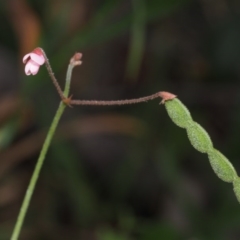 Pullenia gunnii at Tennent, ACT - 18 Feb 2016 10:35 AM