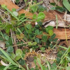 Pullenia gunnii at Tennent, ACT - 18 Feb 2016 10:35 AM