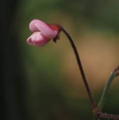 Pullenia gunnii at Tennent, ACT - 18 Feb 2016 10:35 AM