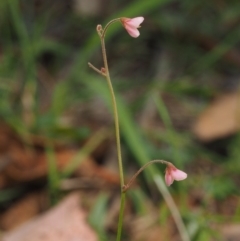 Pullenia gunnii at Tennent, ACT - 18 Feb 2016 10:35 AM