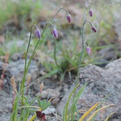 Arthropodium minus (Small Vanilla Lily) at Conder, ACT - 2 Oct 2014 by michaelb