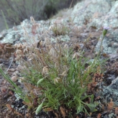 Vittadinia muelleri (Narrow-leafed New Holland Daisy) at Rob Roy Range - 2 Oct 2014 by MichaelBedingfield