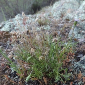 Vittadinia muelleri at Conder, ACT - 2 Oct 2014